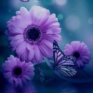 Meet your Posher, Dody